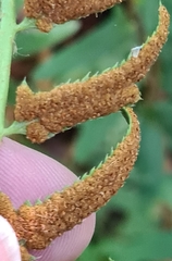 Polystichum acrostichoides