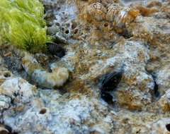 Brachidontes pharaonis