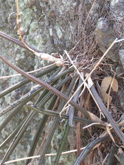 Trichocentrum brachyphyllum