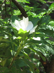 Magnolia pugana