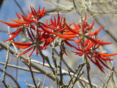 Erythrina flabelliformis