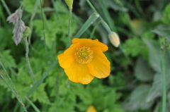 Papaver croceum