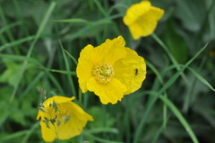 Papaver croceum