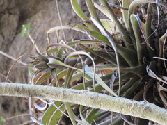 Tillandsia capitata