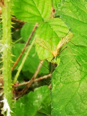 Limonia phragmitidis