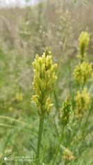 Astragalus asper