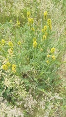 Astragalus asper