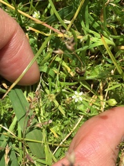 Sagina japonica