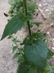 Scrophularia peregrina
