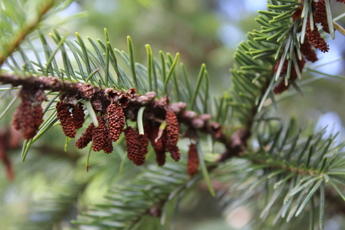 Hickel's fir
