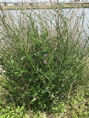 Verbena brasiliensis