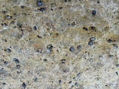 Echinolittorina punctata