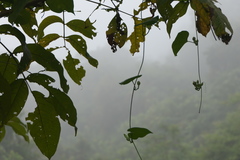 Ipomoea salsettensis