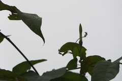 Ipomoea salsettensis