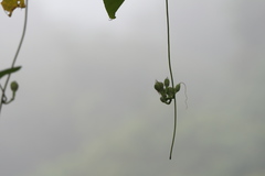 Ipomoea salsettensis