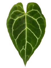 Anthurium crystallinum