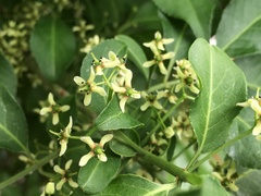 Euonymus hamiltonianus sieboldianus