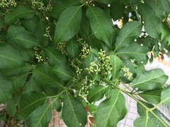 Euonymus hamiltonianus sieboldianus