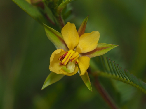 Fishbone cassia