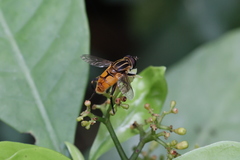 Mesembrius bengalensis