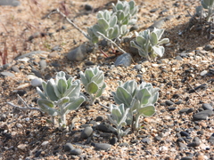 Convolvulus persicus
