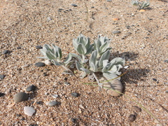 Convolvulus persicus