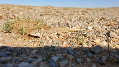 Eremias multiocellata