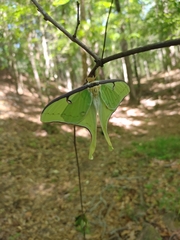 Actias luna