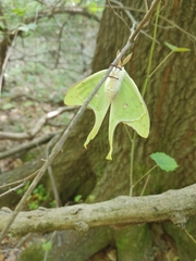 Actias luna