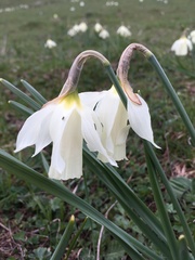 Narcissus moschatus