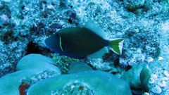 Sufflamen albicaudatum