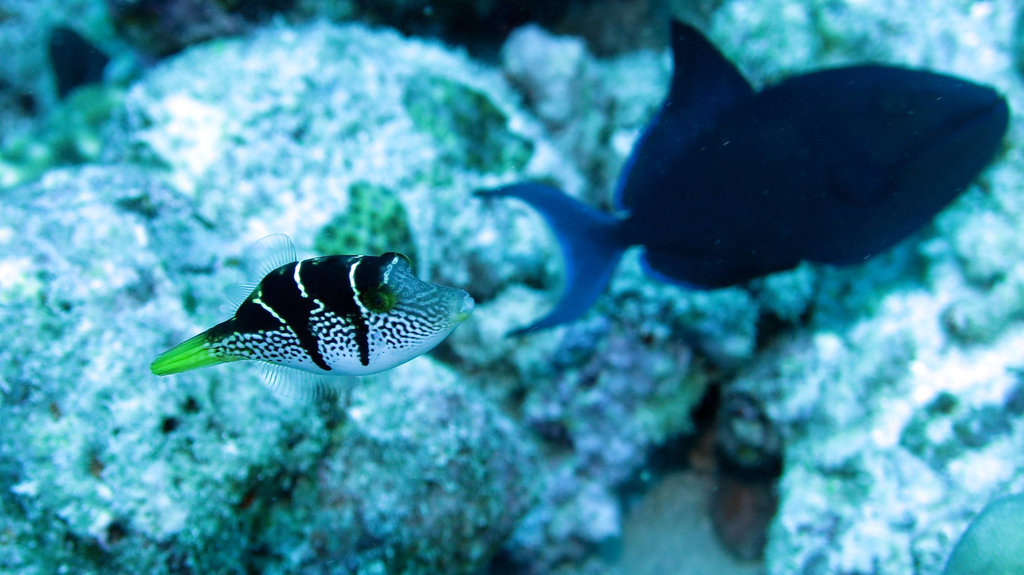 False Puffer
