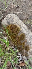 Bryophyta