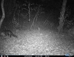 Genetta genetta genetta