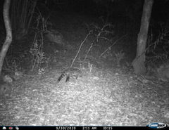 Genetta genetta genetta