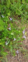 Vinca minor