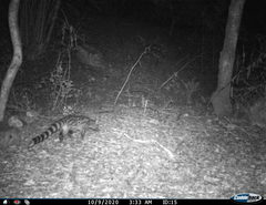 Genetta genetta genetta