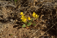 Chylismia claviformis cruciformis