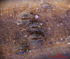 Pyrenopeziza petiolaris