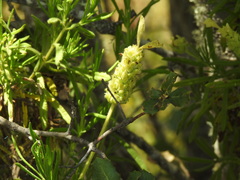 Lavandula viridis