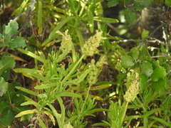Lavandula viridis