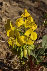 Chylismia claviformis lancifolia