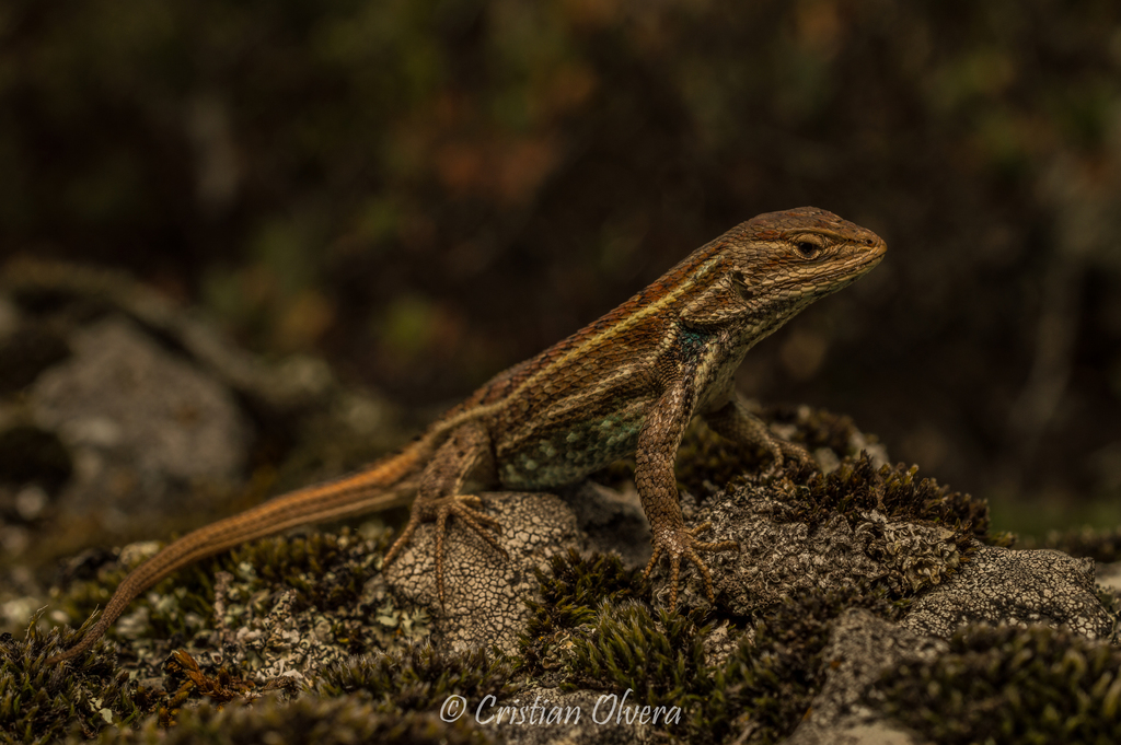 Trans Volcanic Bunchgrass Lizard