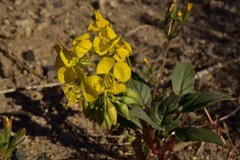 Chylismia claviformis lancifolia