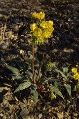 Chylismia claviformis lancifolia