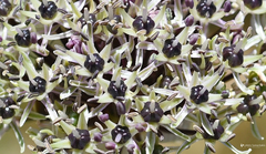 Allium cyrillii