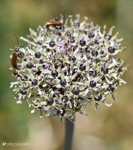 Allium cyrilli Ten.