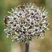 Allium cyrillii - Photo (c) fotis-samaritakis, algunos derechos reservados (CC BY-NC), uploaded by fotis-samaritakis
