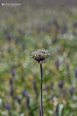 Allium cyrillii