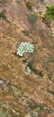 Fungi